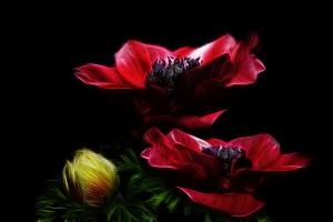 CROWN ANEMONE_OSG